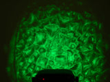 Eurolite WF-30 H2O Effect (DMX)
