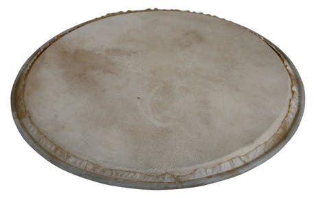 Latin Percussion Percussion head Plenera - 12" (WB505C)