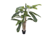 Banana tree, 170cm