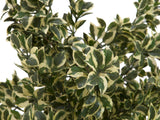 Artificial Woodficus Silverleaf, 120 cm.