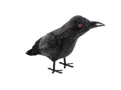 Corvo di Halloween, 18 cm, nero